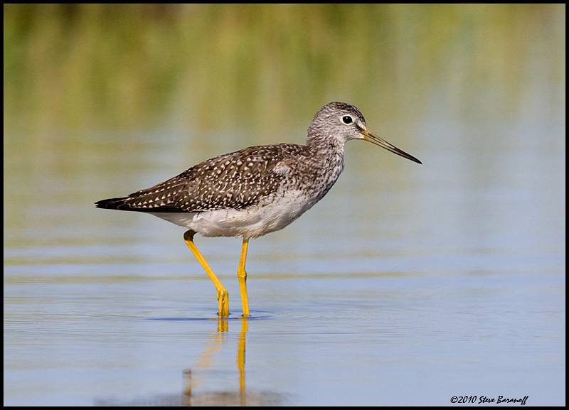 _0SB7300 greater yellowlegs.jpg